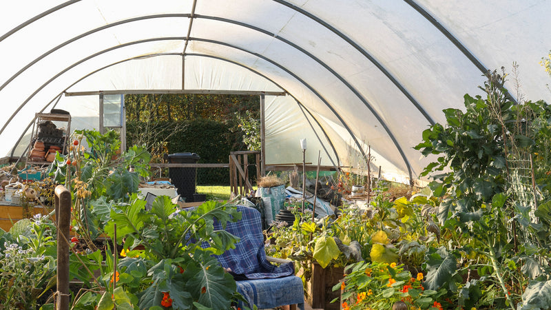 Chair sits in the middle of a poly tunnel surrounded by home grown vegetables