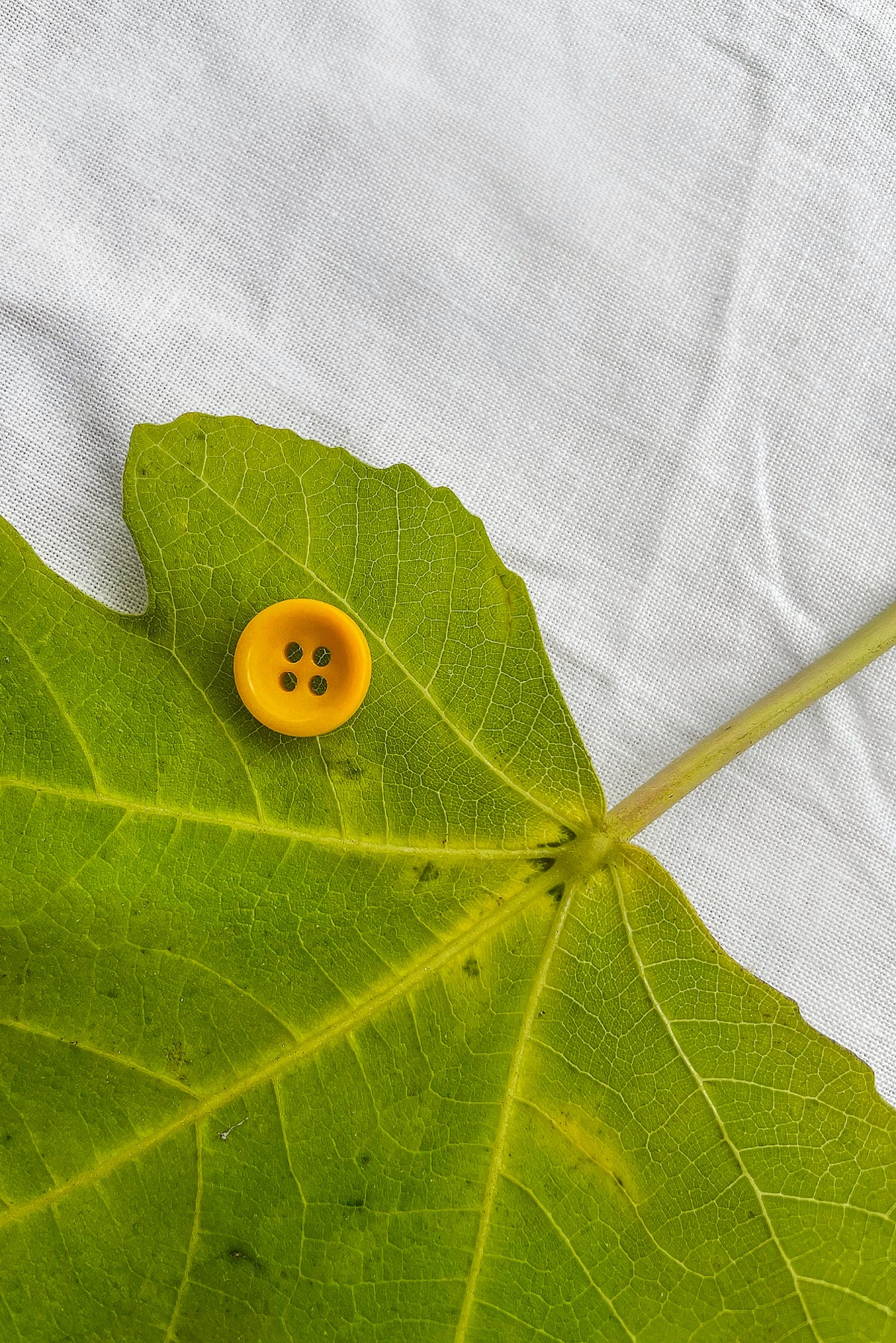 Restore Corozo Button